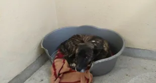 Търси се гледач на животни към звеното за намаляване популацията на безстопанствените кучета